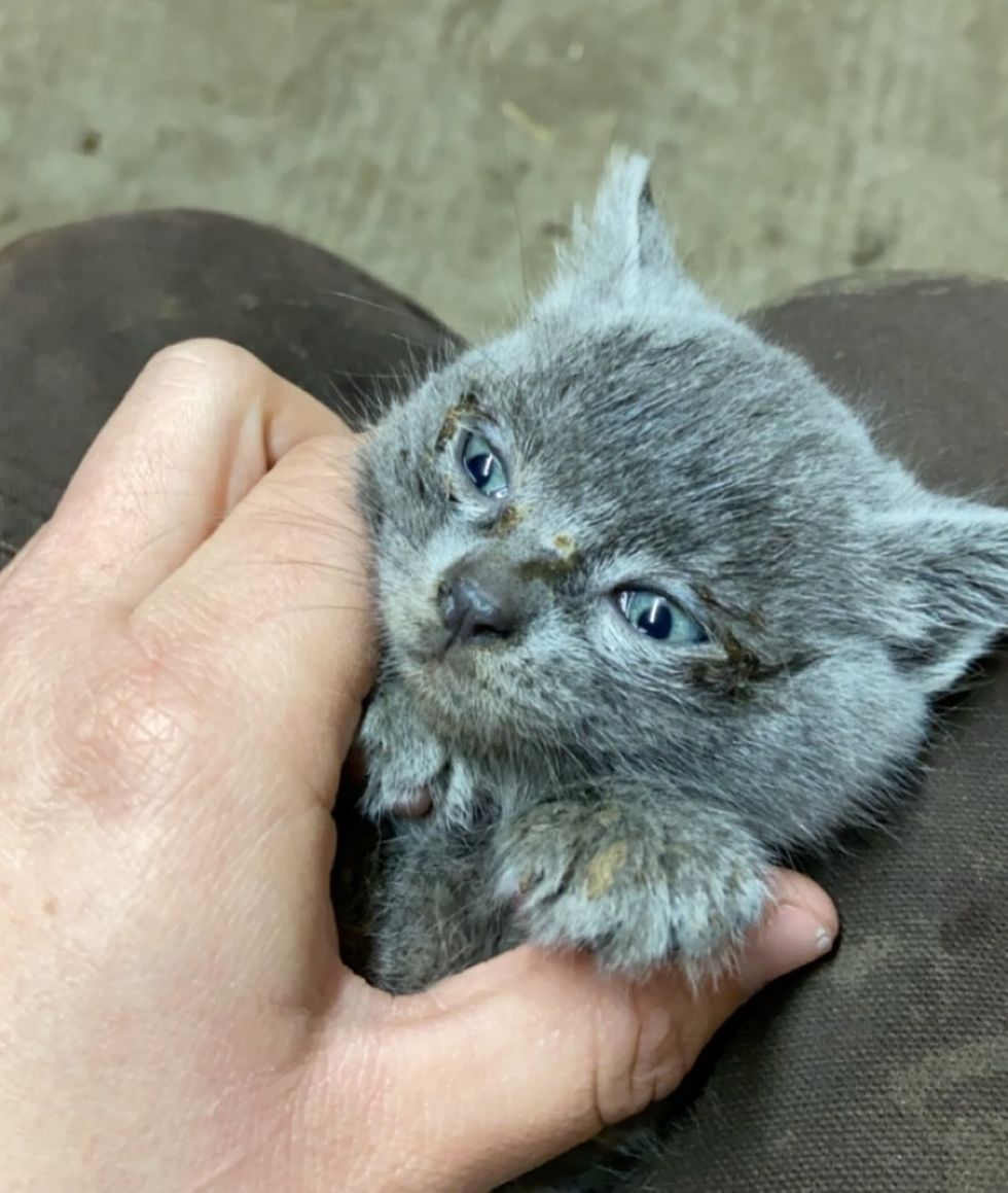 Найденный котенок не отпускает свою спасительницу Найденный котенок не отпускает свою спасительницу не всё так грустно