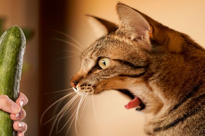 Почему коты боятся огурцов: древний инстинкт или обычная глупость?