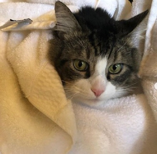 Кот в полотенце