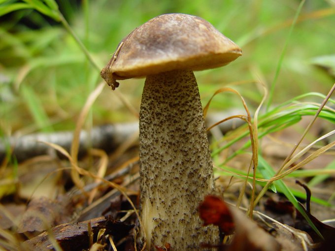 Почему обильный урожай грибов считается плохой приметой?