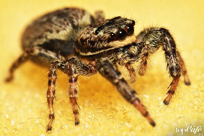 Марписса мшистая