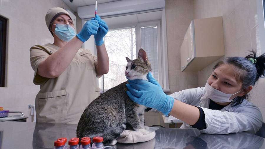 Чувство дога: из ветаптек пропали вакцины для кошек и собак