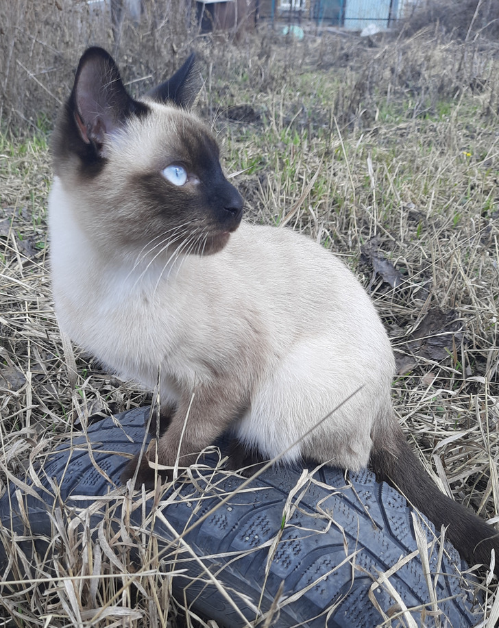 20+ добрых историй о том, как кот и человек однажды нашли друг друга 20+ добрых историй о том, как кот и человек однажды нашли друг друга