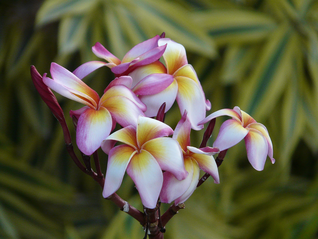 Экзотическая фото. Растения экзоты. Plumeria Claw. Диковинные цветы. Цветы экзотика.