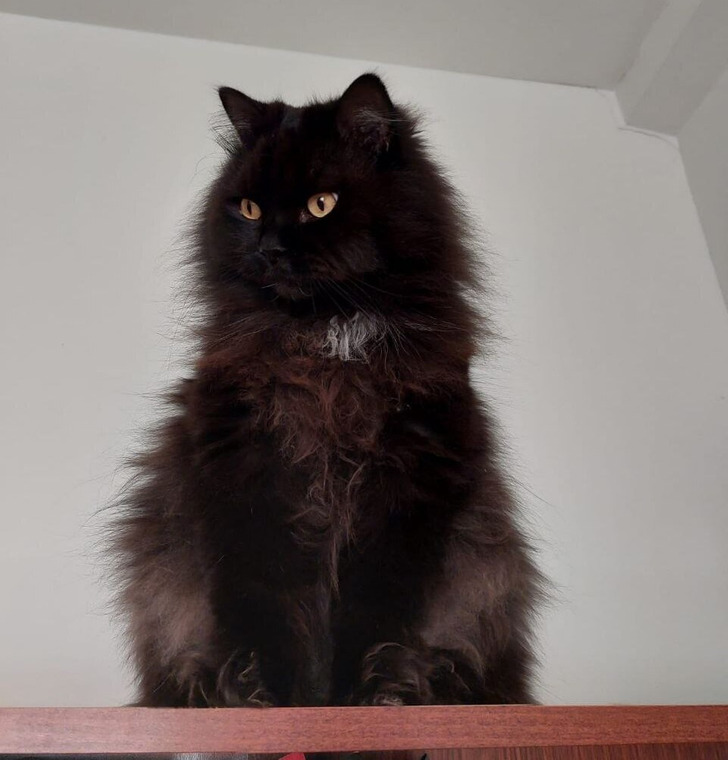 20+ добрых историй о том, как кот и человек однажды нашли друг друга 20+ добрых историй о том, как кот и человек однажды нашли друг друга