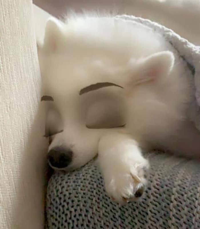 белый шпиц спит