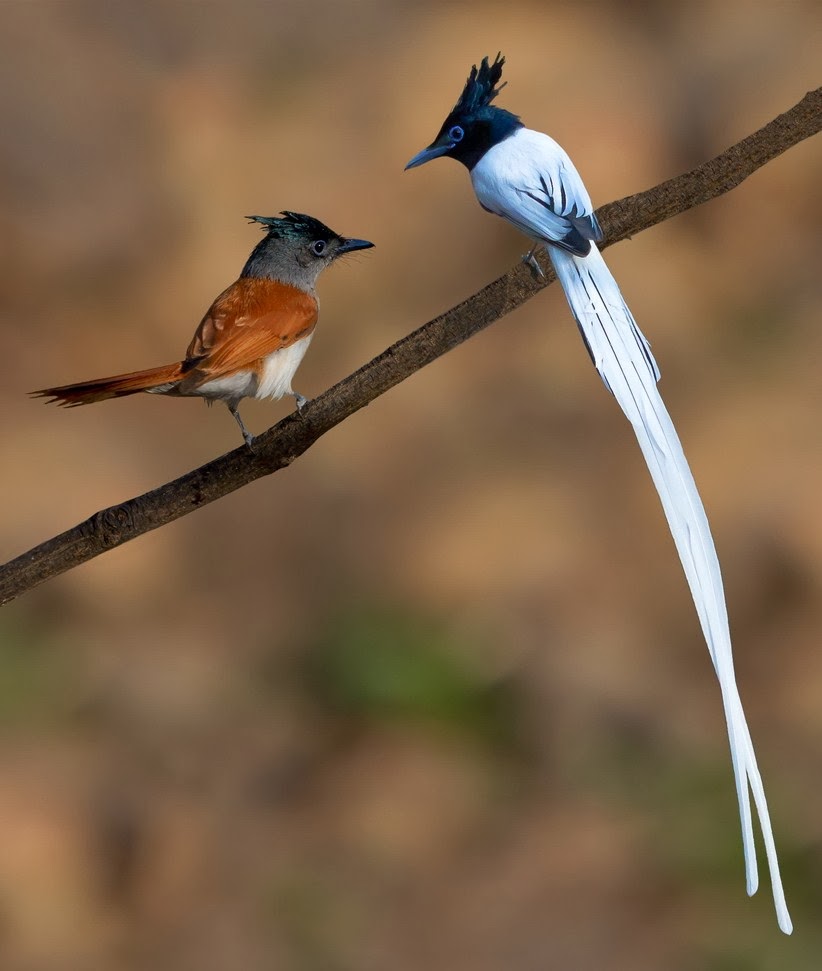 Райская птица фото самец и самка