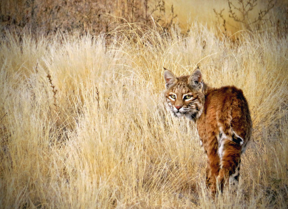 Путешествие в «Столетний штат» Путешествие в «Столетний штат» красота,природа,США
