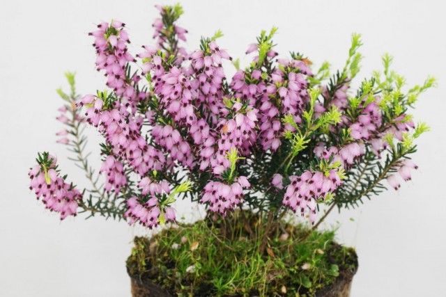 Эрика травянистая (Erica herbacea)
