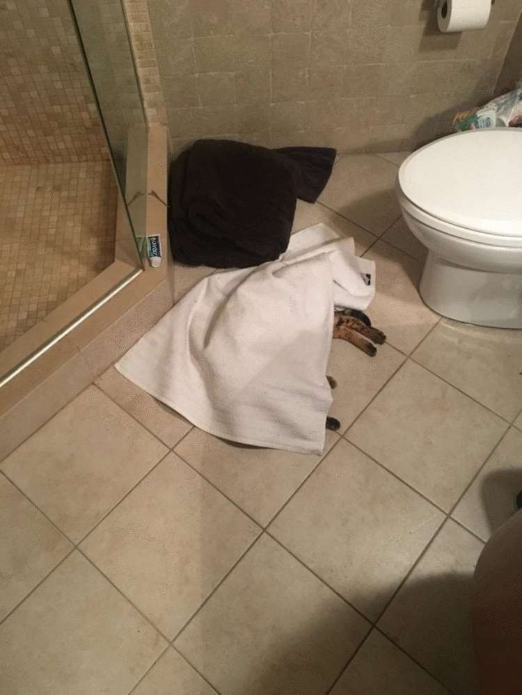 Подборка забавных фото котиков, которые ведут себя странно Подборка забавных фото котиков, которые ведут себя странно