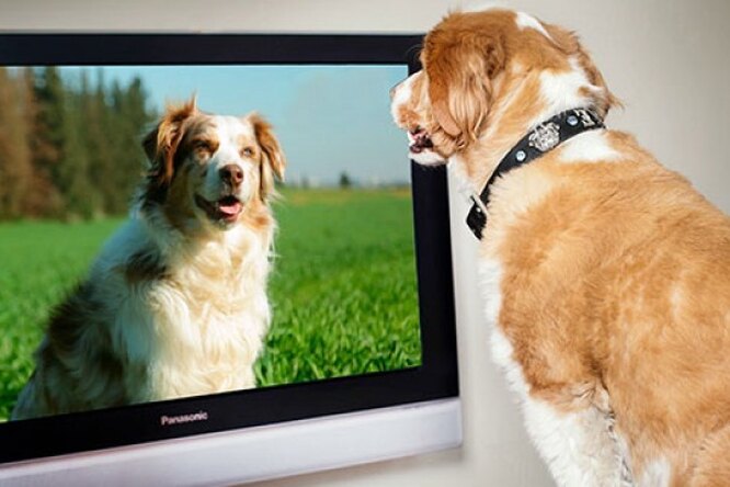 Что видят собаки, когда смотрят в экран телевизора