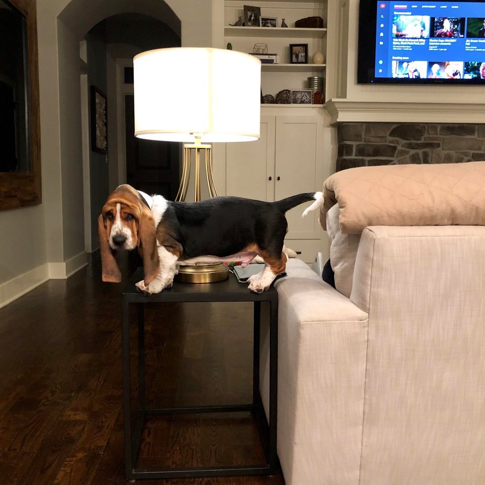 Безусловная любовь хозяев и домашних питомцев Безусловная любовь хозяев и домашних питомцев картинки