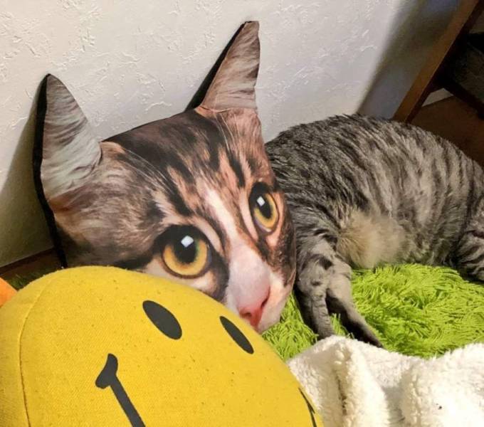 Подборка прикольных картинок Подборка прикольных картинок приколы,смешные картинки,юмор