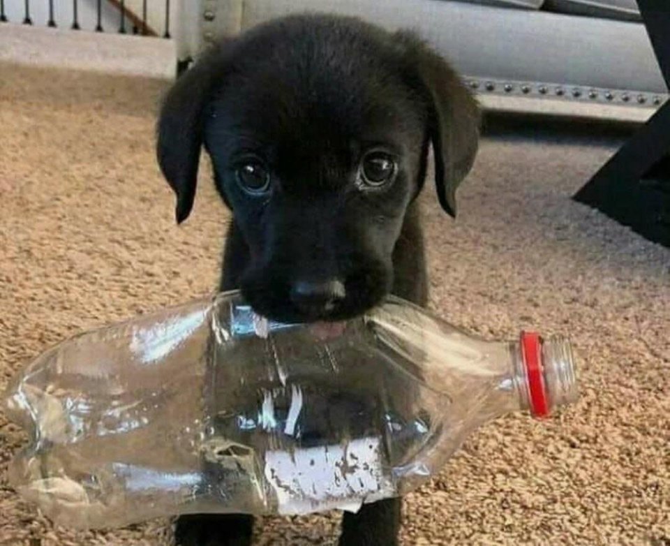 Безусловная любовь хозяев и домашних питомцев