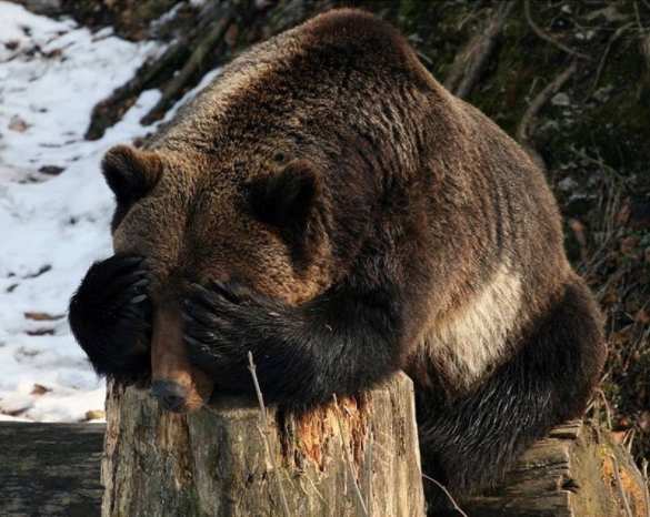 Медведь же видит, что это Путин: о безопасности президента на отдыхе в тайге