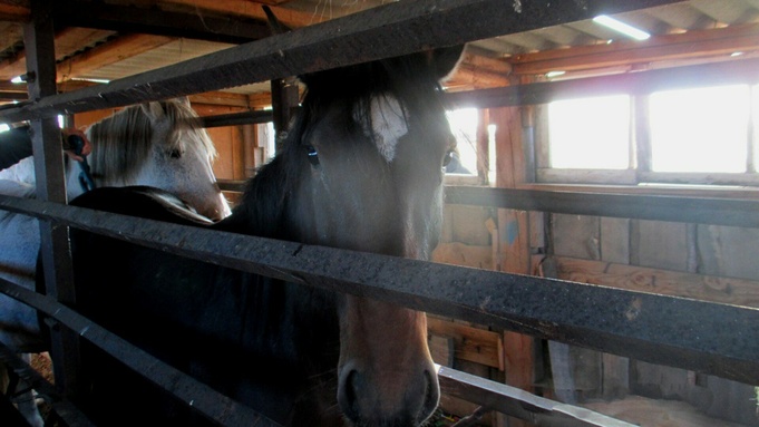 Алтайские таможенники пресекли вывоз в Казахстан табуна лошадей