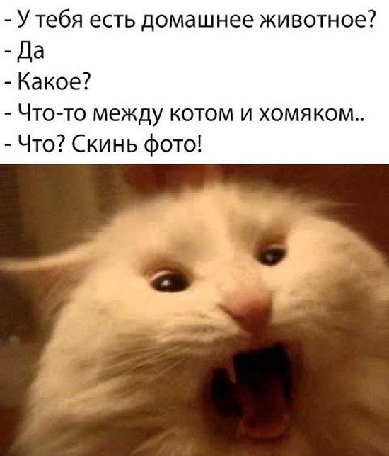 «»