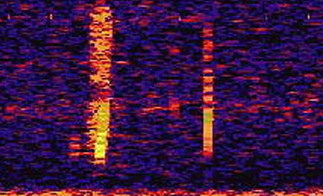 10 странных звуков, которые записали ученые и уже десятилетия ищут им объяснение