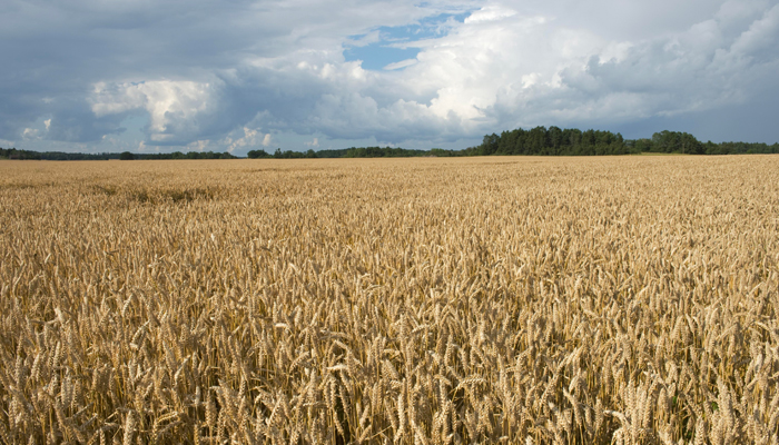 Эпидемия непереносимости глютена. Может ли она коснуться каждого? россия