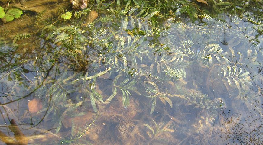 10 лучших водных растений для декоративного пруда растение, водоем, очень, цветками, листьями, посадить, белыми, сильно, растений, Цветет, местоположение, солнечное, в аквариум, растения, быстро, Кубышка, На зиму, может, цветки, сорта