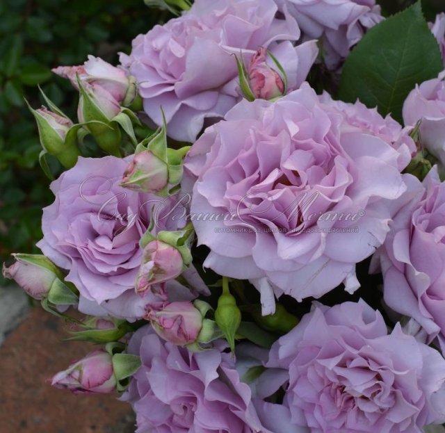 13 сортов японских роз – нежность и экзотика в вашем саду сад и огород,ул,Красная Дача [1246229],цветоводство
