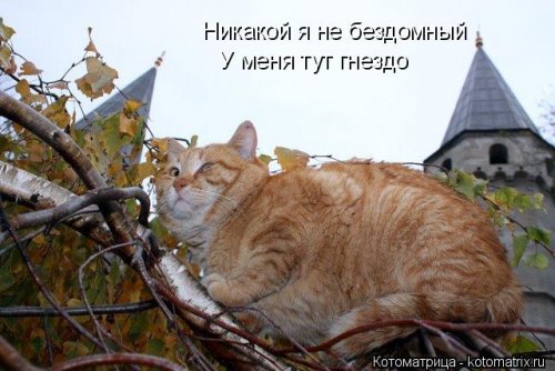 Лучшая котоматрица недели