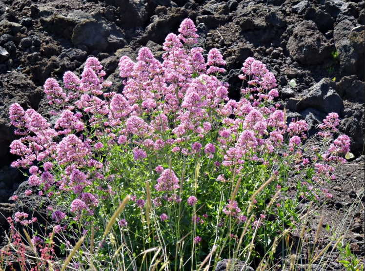 Уникальный старинный рецепт «Медовухи» от стенокардии, ишемии, гипертонии и атеросклероза.