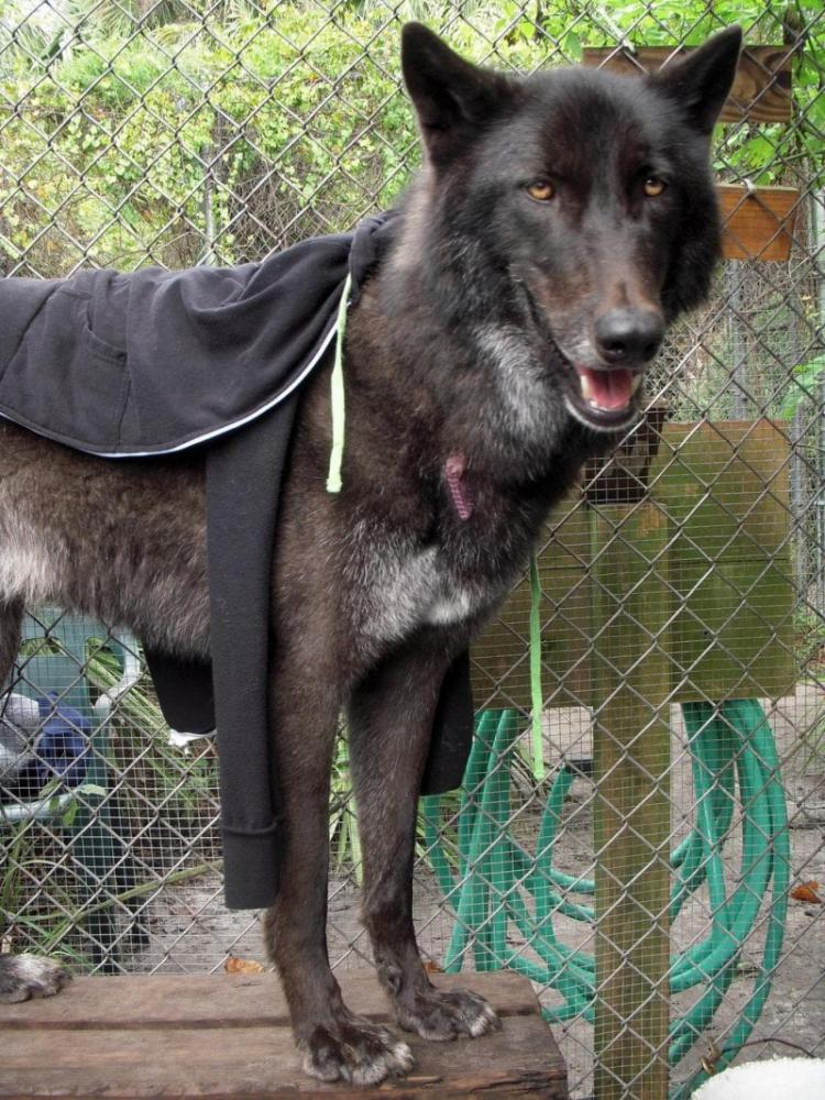 Волка по кличке Юки 7 лет назад хотели усыпить. Смотрите в какого красавца он превратился сейчас Волка по кличке Юки 7 лет назад хотели усыпить. Смотрите в какого красавца он превратился сейчас истории из жизни