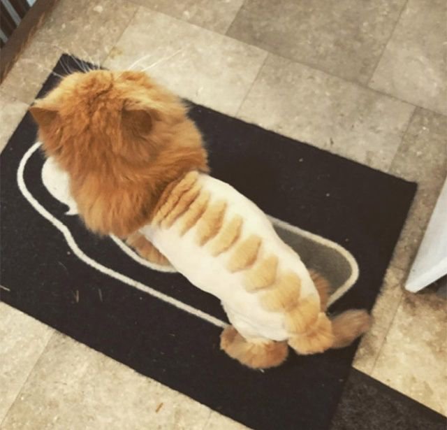 Когда хотел динозавра, но завел кота Когда хотел динозавра, но завел кота