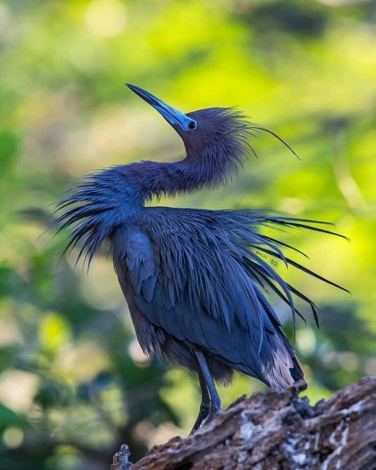 Так вот ты какая - синяя птица счастья!

#Синяя_цапля #голубая_цапля #птицы_красивые #blue_heron #beautiful_birds #пернатые #орнитолог