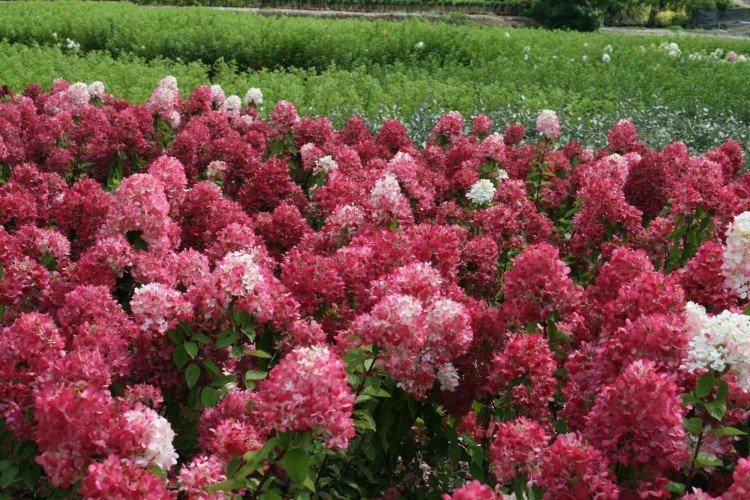 Метельчатая гортензия: сорта с фото и названиями дача,сад и огород,цветоводство