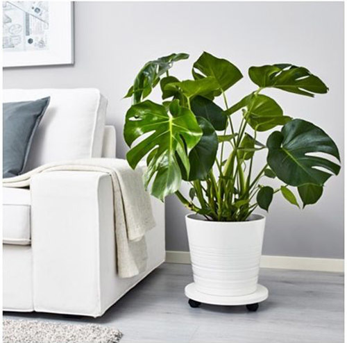 Озеленяемся: 15 самых больших комнатных растений Озеленяемся: 15 самых больших комнатных растений