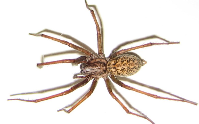10 самых смертельных и опасных пауков в мире