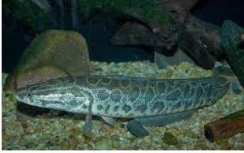 Змееголов – рыба, которая легко передвигается по суше