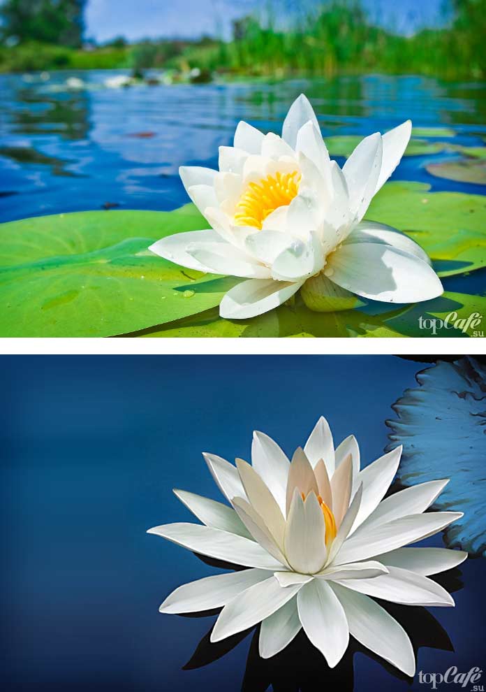 Белая водяная лилия