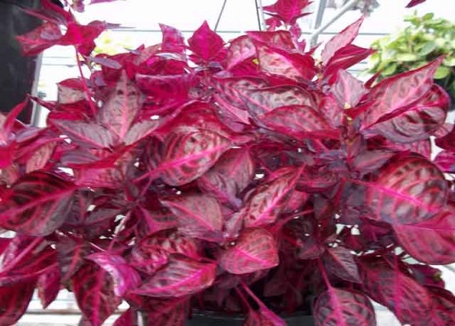 Ирезине Хербста с красными листьями
