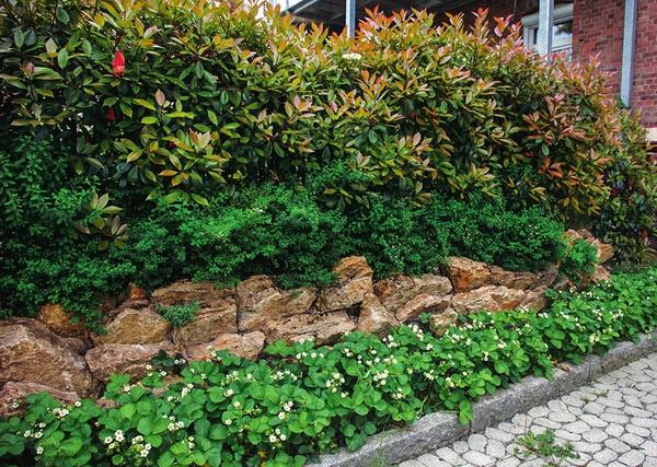 Делаем ставку на многоярусность: у ног фотинии (Photinia) растут спиреи, далее у основания каменной подпорной стенки цветет садовая земляника.