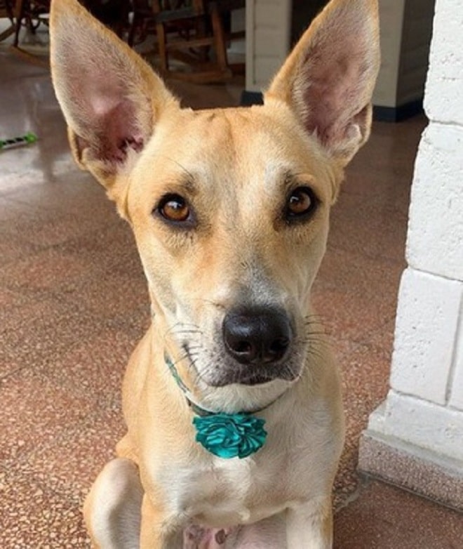 Грустная собака