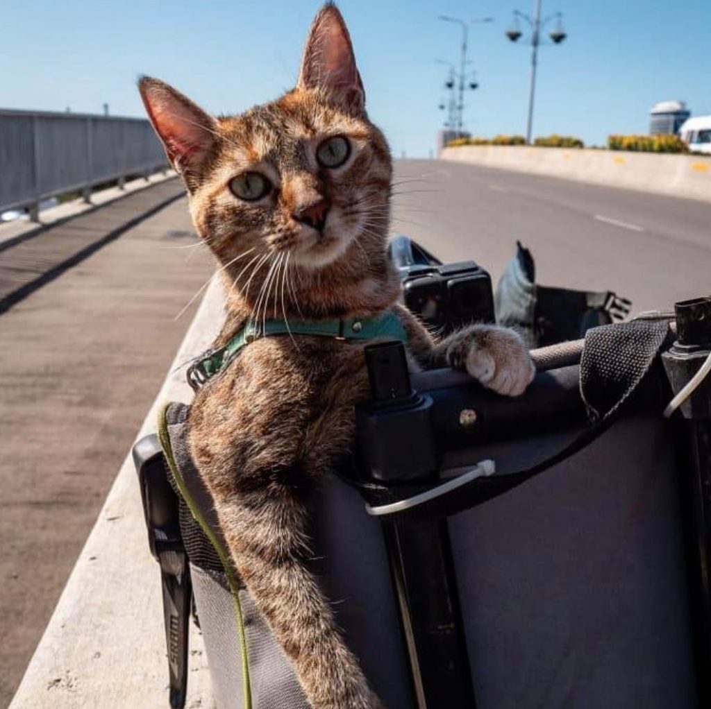 Шотландец уже год путешествует вокруг света с кошкой, которую нашел по дороге животные,кошки,отдых и туризм