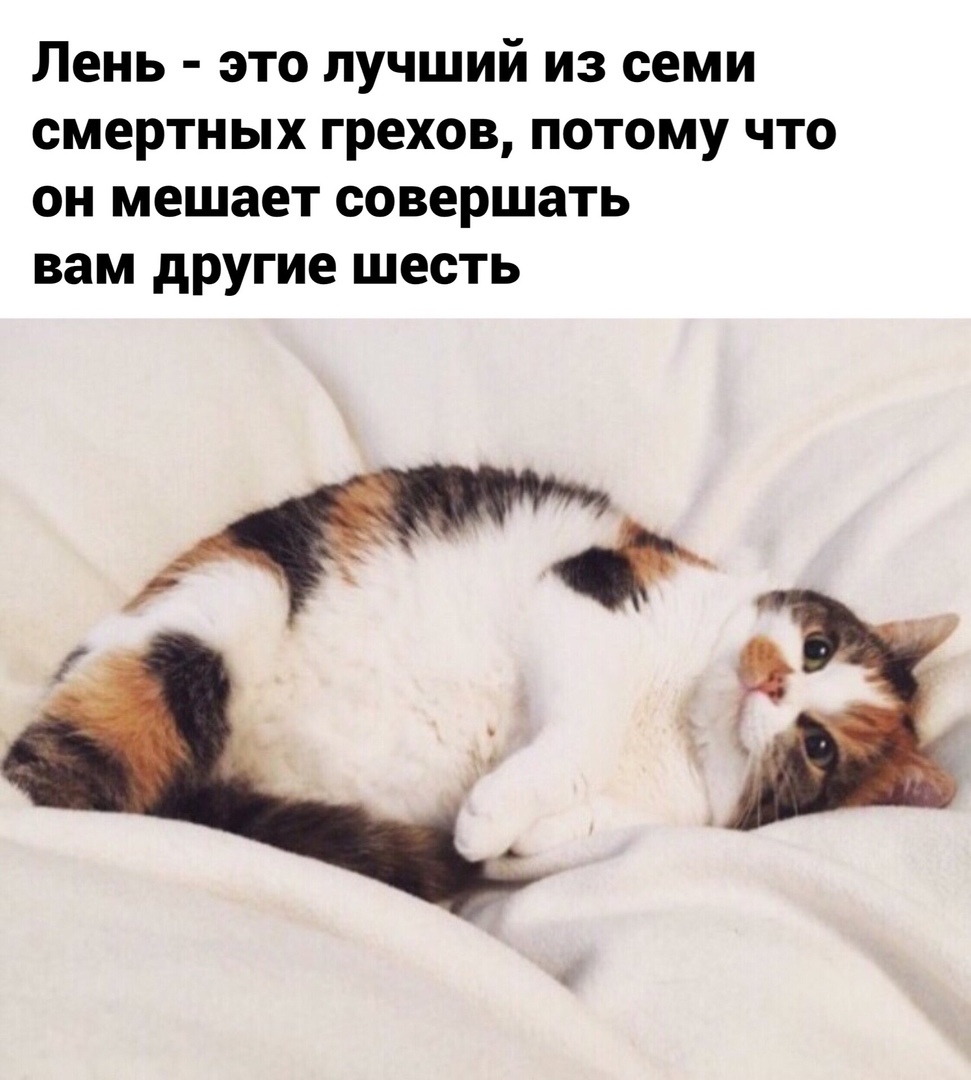 Про кота и диету 