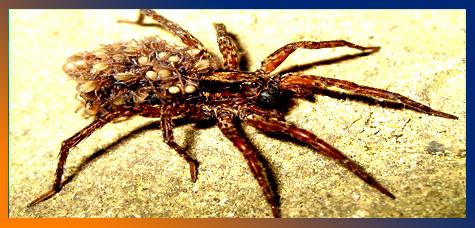 Сколько ног у паука, или Почему он – не родня насекомым