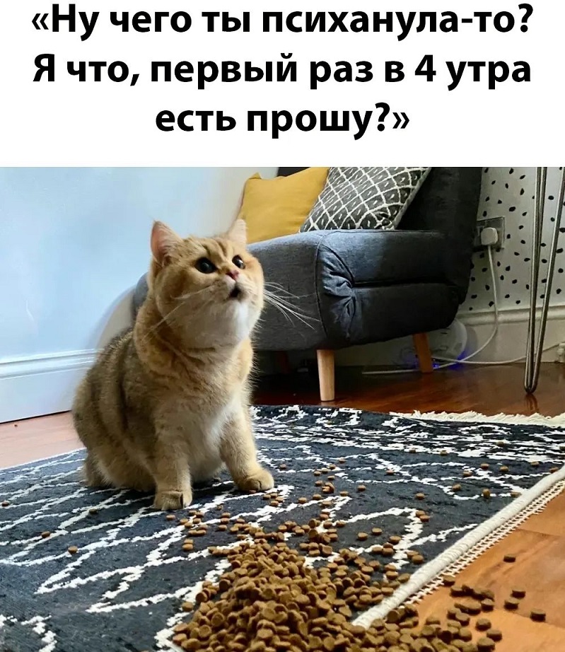 Воскресенье, 6 утра... котик, конечно, такой, котика, стороны, чтобы, можно, далее, игрив, улыбчив, благодарный, сытый, воскресенье, голодного, нрзбрчвТак, может, заснуть, хочется, позволить, выходные