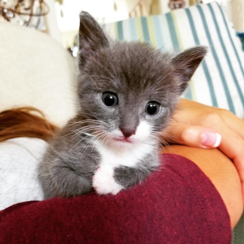 Потерянный котёнок жалобно мяукал на заднем дворе история, котята, спасение