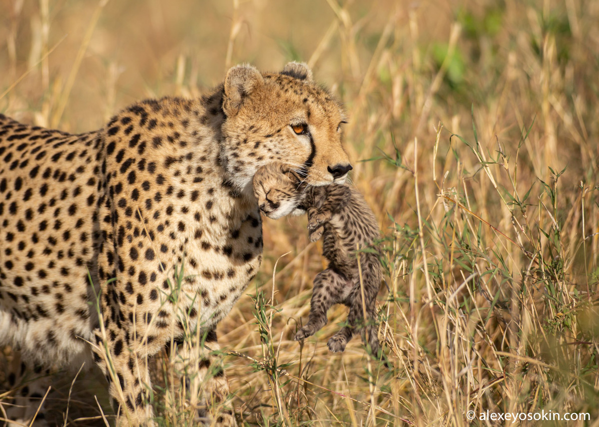 rosetta cheetah with cub in mouth, oct.2018-ao-4.jpg