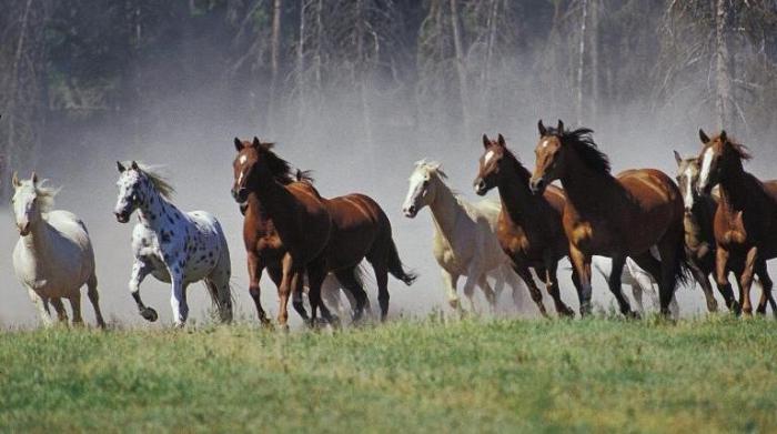 Дикие лошади, жизнь на воле