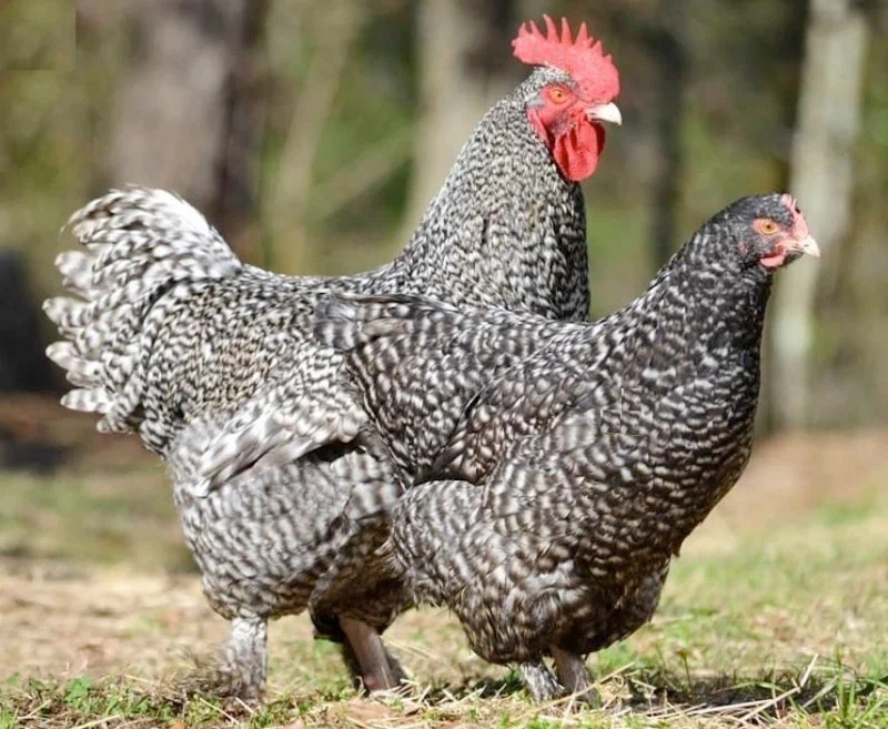 Самые удивительные породы куриц, которые несут уникальные яйца с цветной скорлупой породы, порода, куриц, скорлупа, может, которые, очень, голубые, окрас, удивляет, несут, цвета, несет, содержания, только, имеет, голубой, внешний, условий, скорлупы
