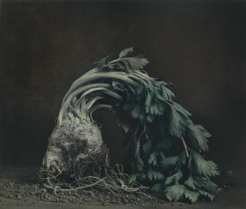 Как изящен кабачок! Удивительные натюрморты Ингара Краусса Как изящен кабачок! Удивительные натюрморты Ингара Краусса