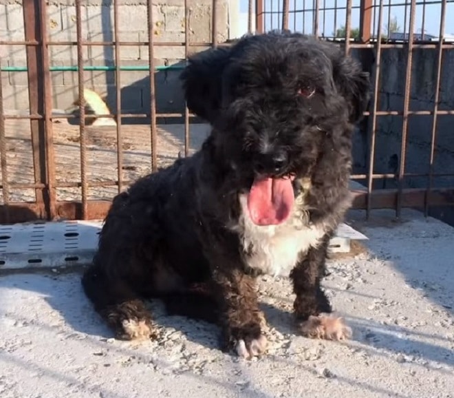 Подстриженный пес 