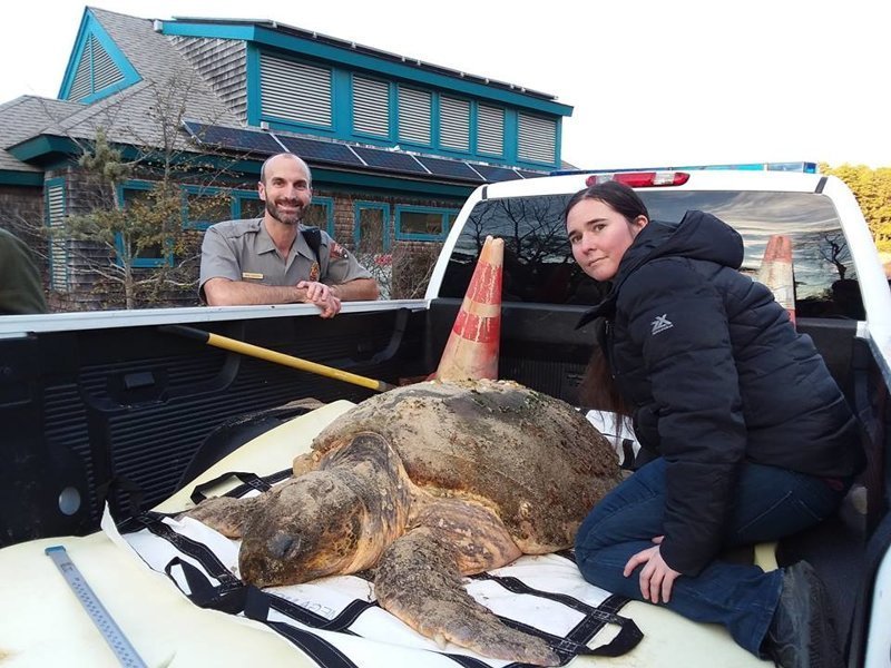 Жанетт Керр, координатор по внешним коммуникациям организации Massachusetts Audubon Society’s Wellfleet Bay Wildlife Sanctuary, сообщила, что подавляющее большинство черепах "обледенели" в заливе Мэн Кейп Код, гибель, животные, сша, холод, черепаха