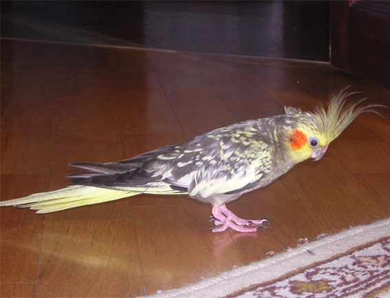 Как я хоронил попугая